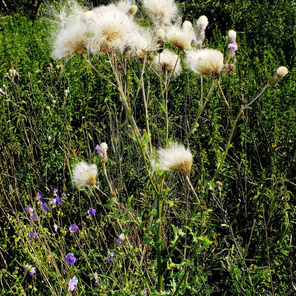 Cirsium arvense Frucht