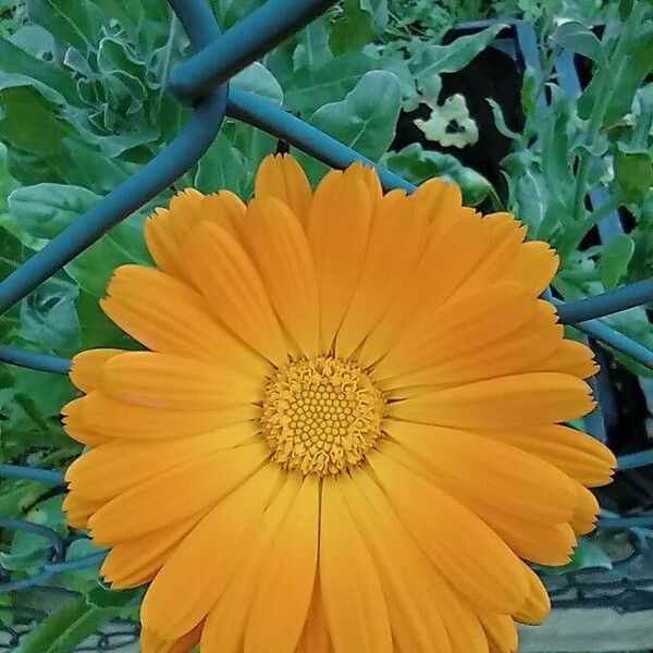 Calendula arvensis Flower