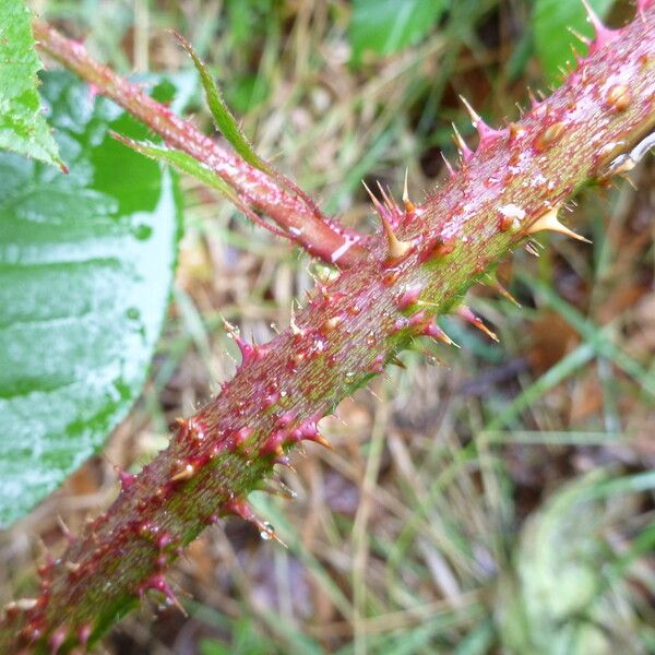 Rubus koehleri Altres