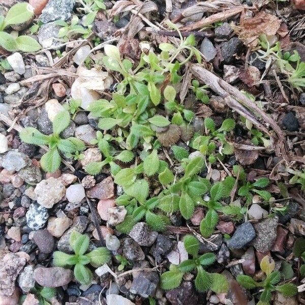 Cerastium glomeratum Hábitos