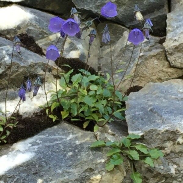 Campanula cochleariifolia Natur