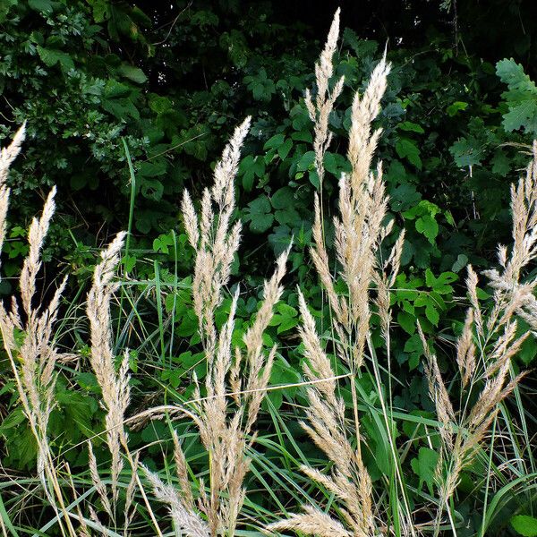 Calamagrostis epigejos 果實