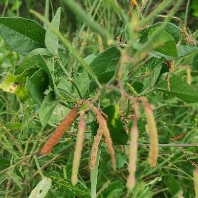 Chamaecrista mimosoides Fruit