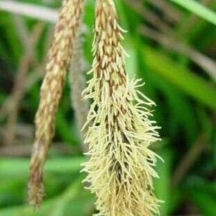 Carex pendula Kukka