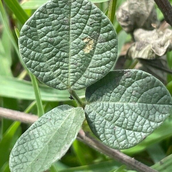 Rhynchosia minima 葉