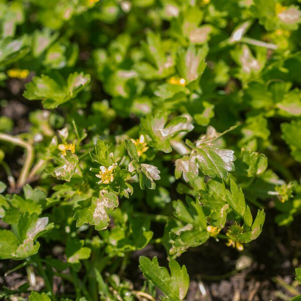 Ranunculus muricatus Flower