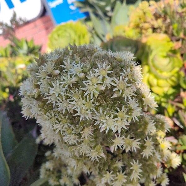 Aeonium arboreum Λουλούδι