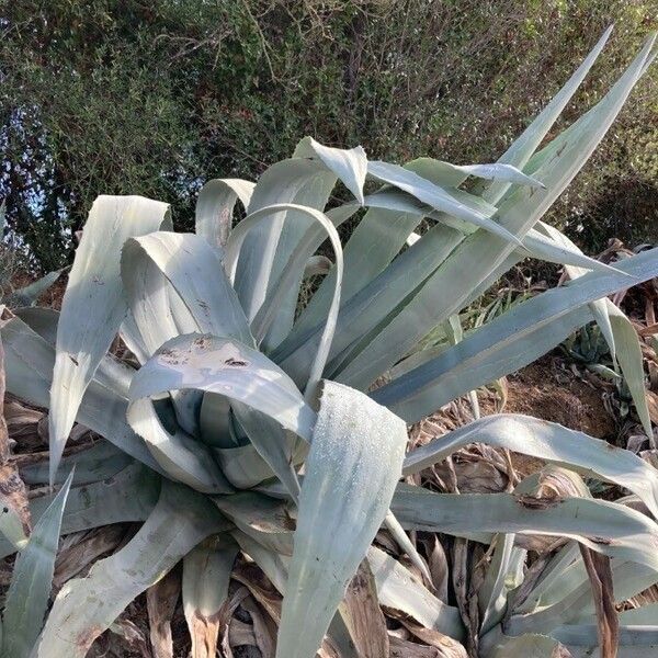 Agave americana पत्ता