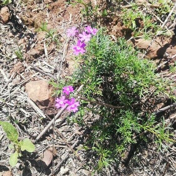 Verbena bipinnatifida Flower