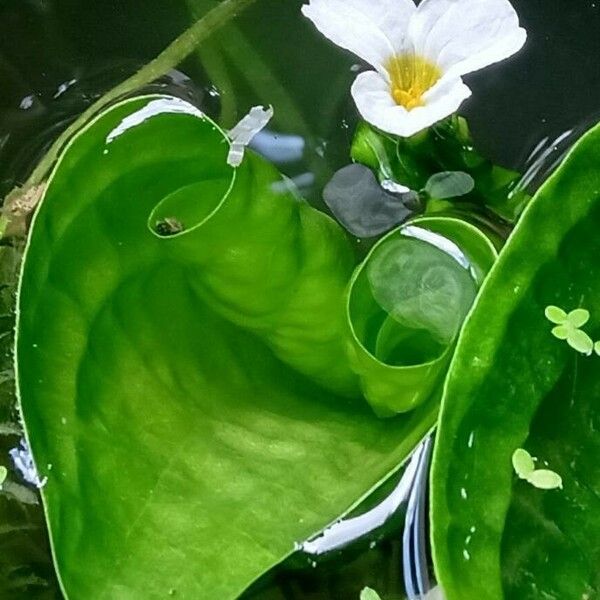 Ottelia alismoides Flower