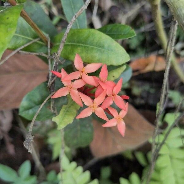 Ixora chinensis Flower