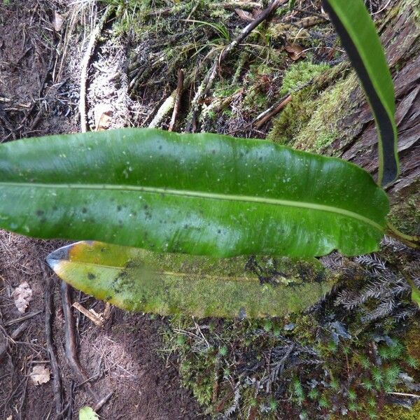 Elaphoglossum macropodium Blad