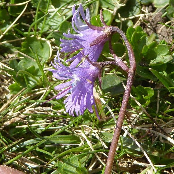 Soldanella alpina Bark