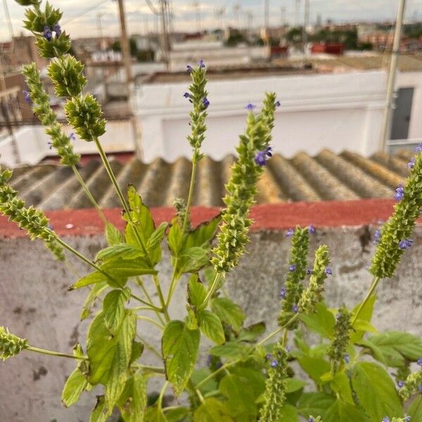 Salvia hispanica Vili