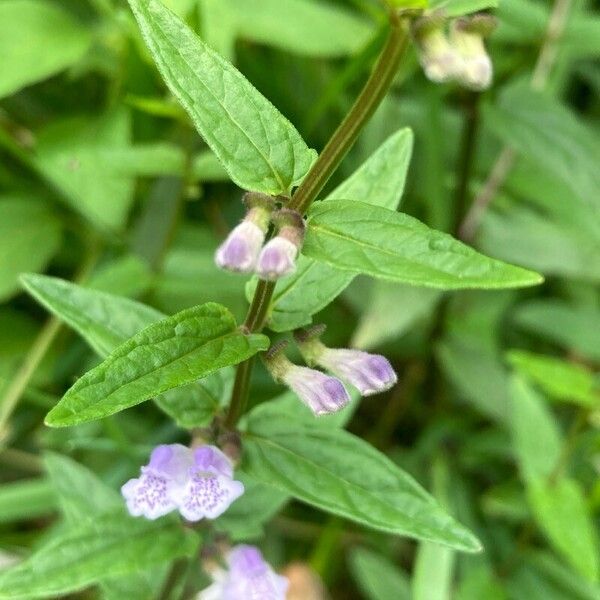 Scutellaria galericulata Blad