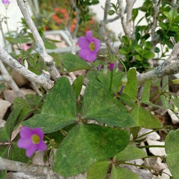 Oxalis latifolia Λουλούδι