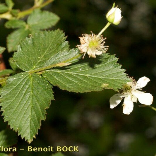 Rubus sulcatus Kita