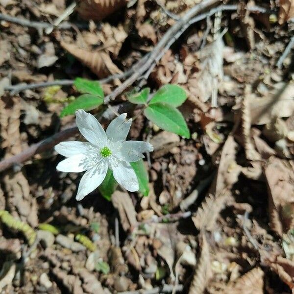 Anemonoides trifolia Blomma