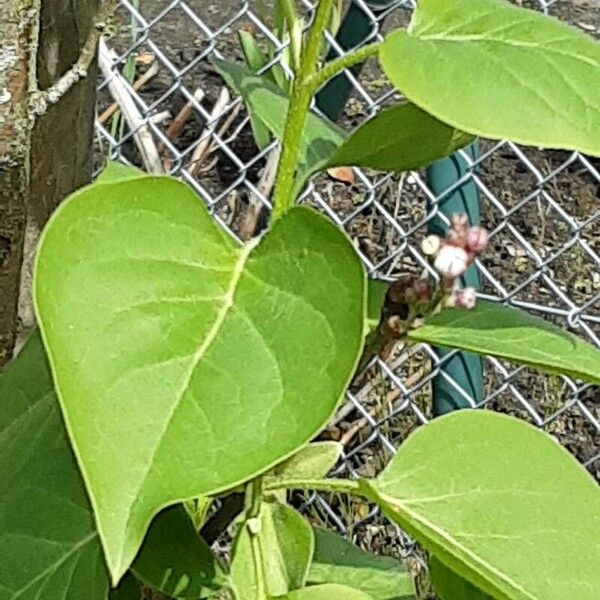 Syringa pubescens Fuelha