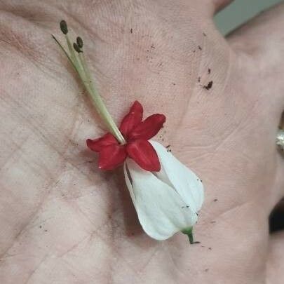 Clerodendrum thomsoniae Fiore