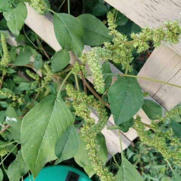 Amaranthus spinosus برگ