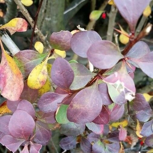 Berberis thunbergii Φύλλο