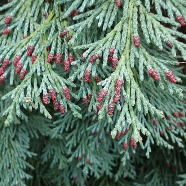 Chamaecyparis lawsoniana 花