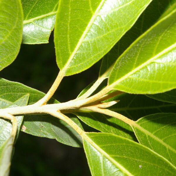 Styrax argenteus Ліст