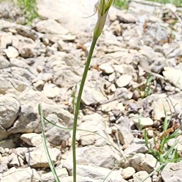 Allium longisepalum Bark