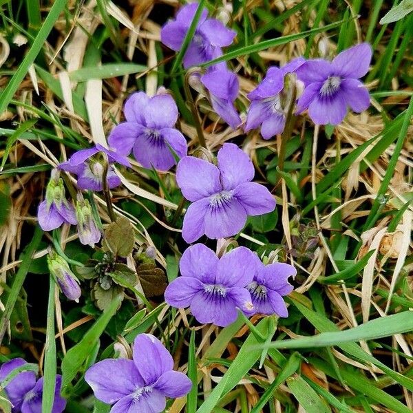 Viola riviniana 整株植物