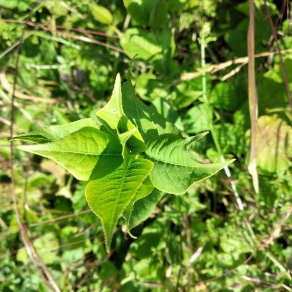 Diervilla lonicera Leaf