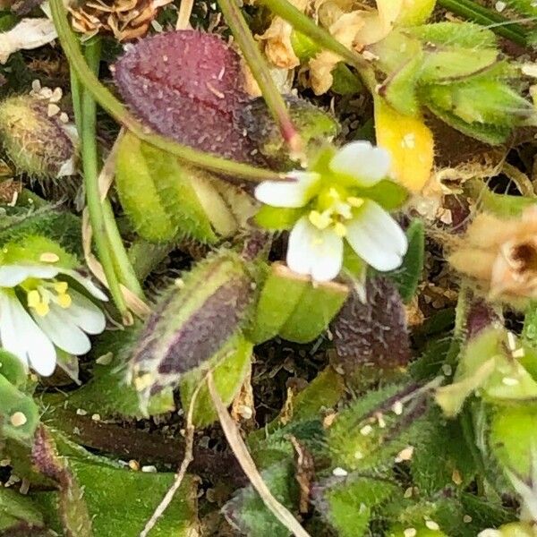 Cerastium diffusum Kwiat