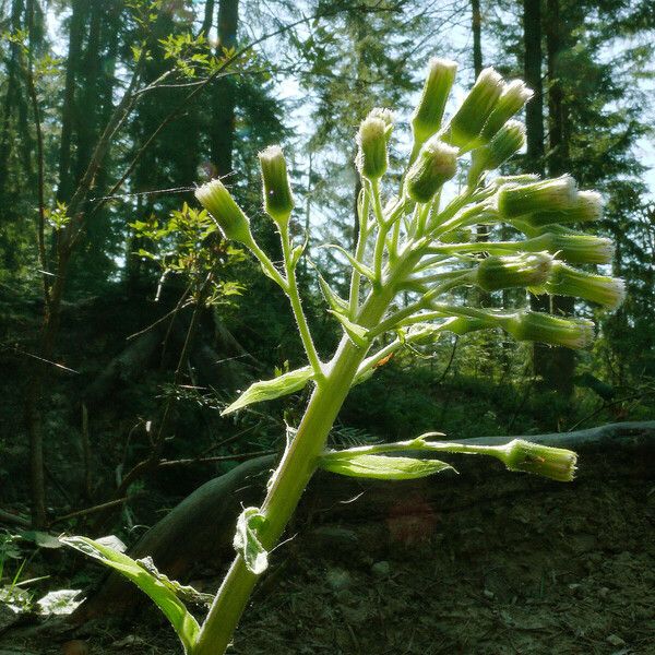 Petasites albus Λουλούδι