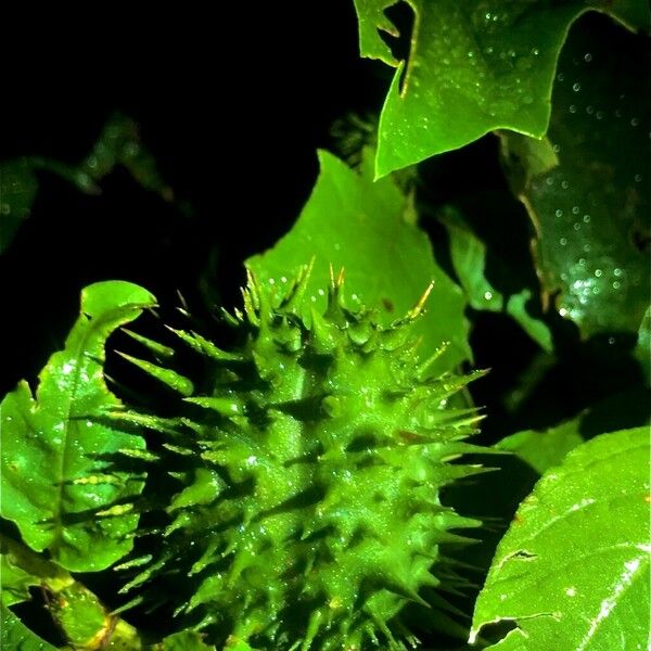 Datura stramonium Annet