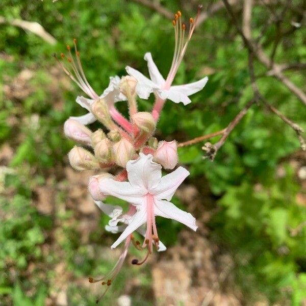 Rhododendron periclymenoides Bloem