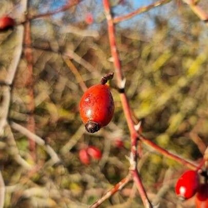 Rosa canina Gyümölcs