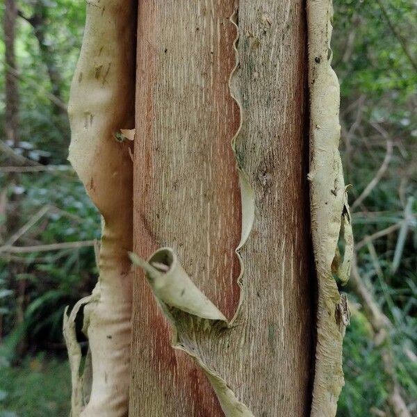 Melaleuca styphelioides 樹皮