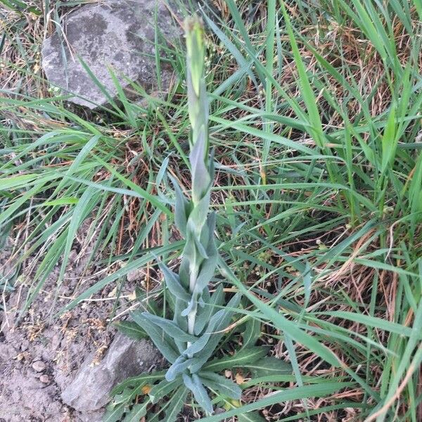 Turritis glabra Plante entière