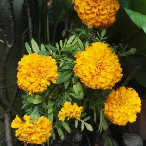 Tagetes erecta Цвят