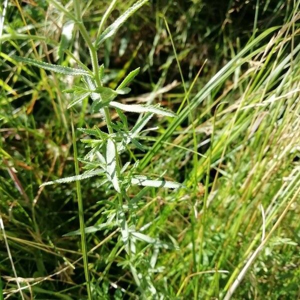 Achillea ptarmica ഇല