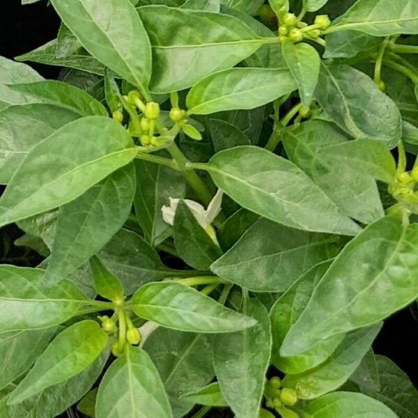 Capsicum annuum Fuelha