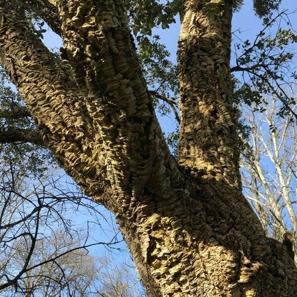 Quercus suber 树皮