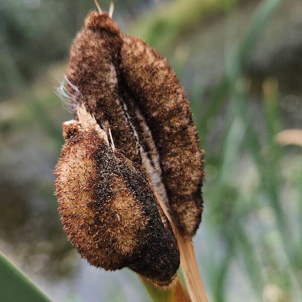 Typha latifolia Gyümölcs