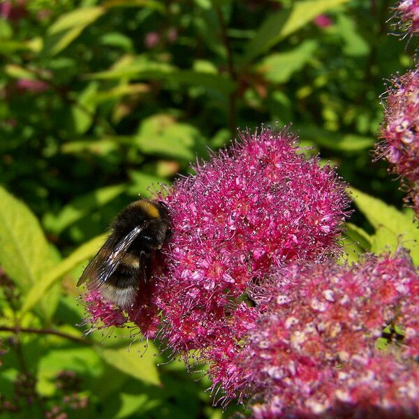 Spiraea japonica Blüte