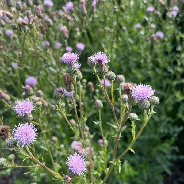 Cirsium arvense Цвят