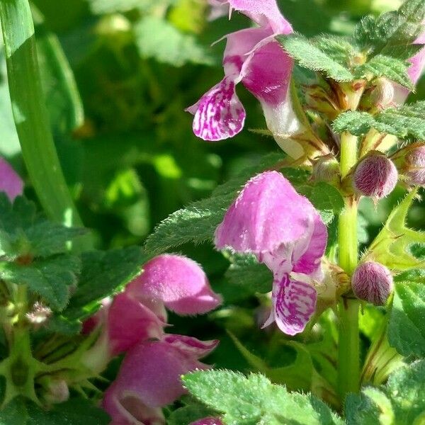 Lamium maculatum Õis