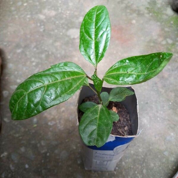 Passiflora edulis Leaf