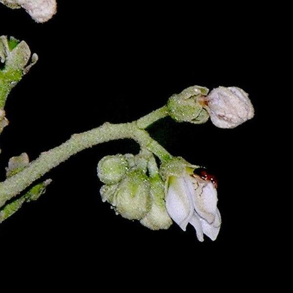 Solanum rugosum Blodyn