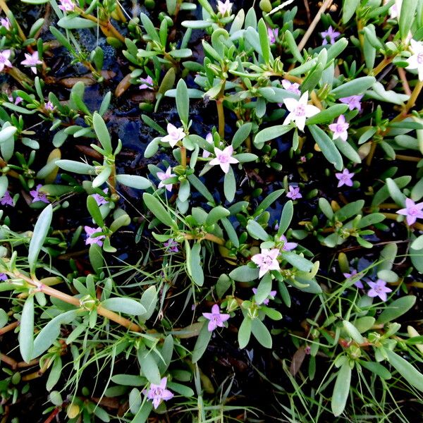 Sesuvium portulacastrum Plante entière