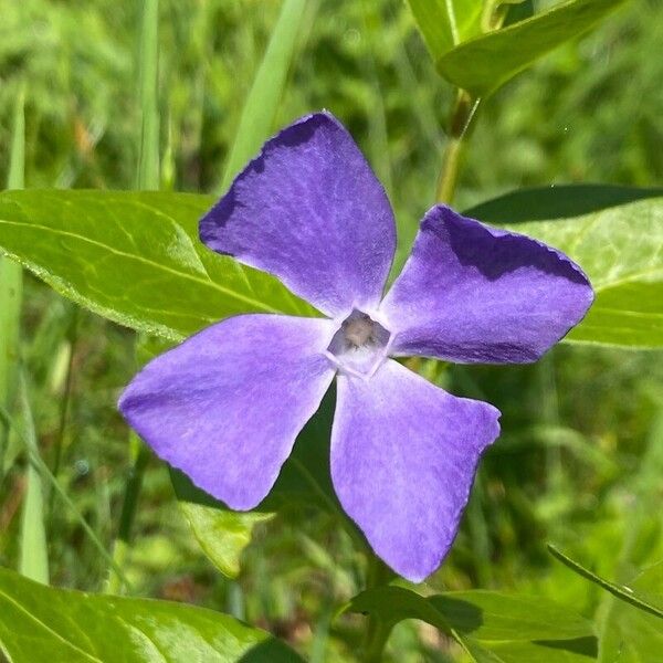 Vinca major Kukka